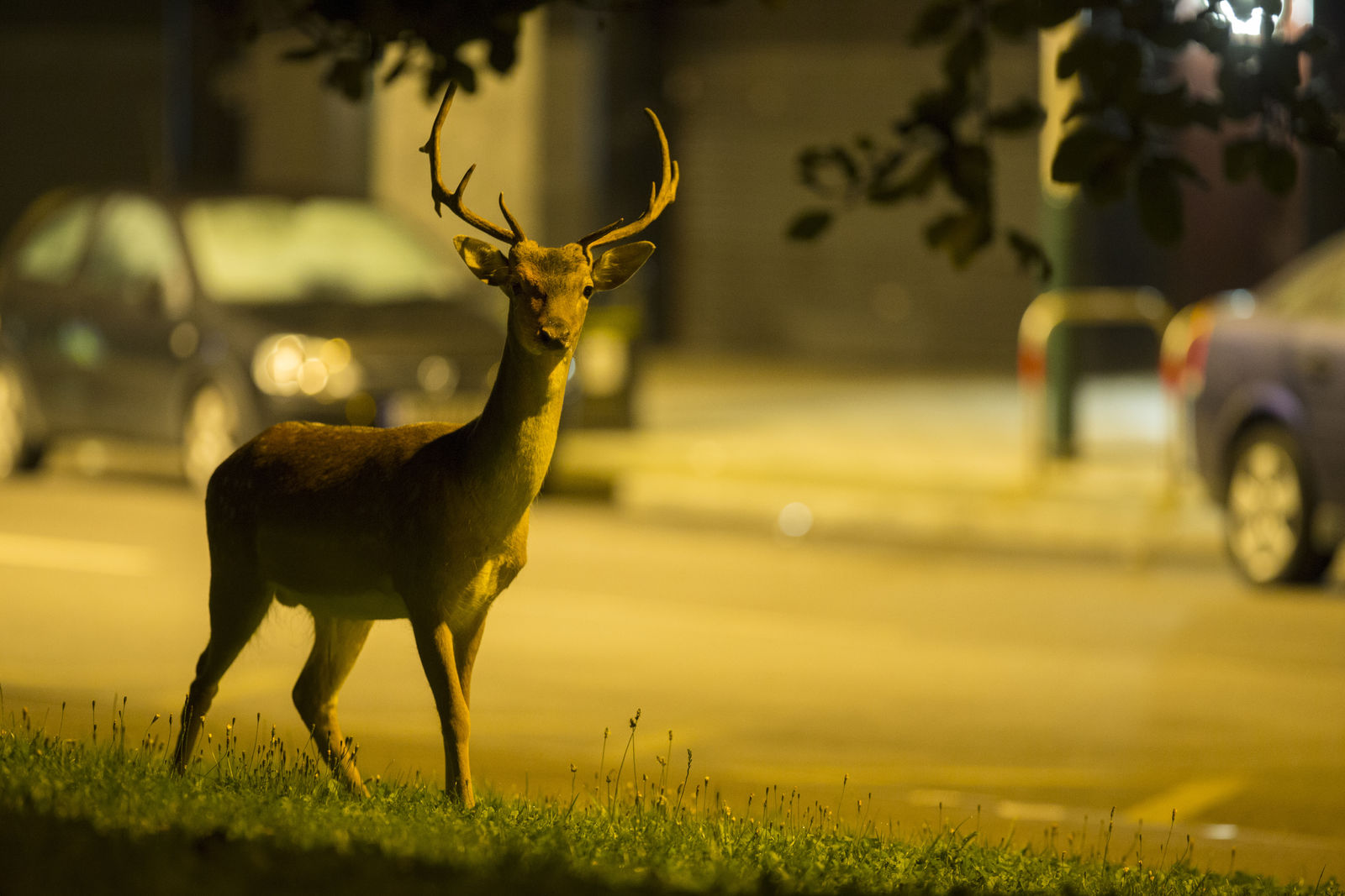 Does auto insurance cover animal damage?